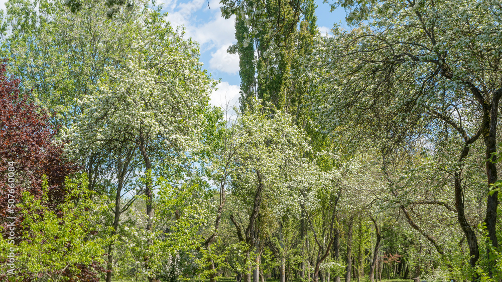 Fototapeta premium Flowering orchard in spring time. Seasonal background. Apple orchard in the middle of the spring season. Agriculture.