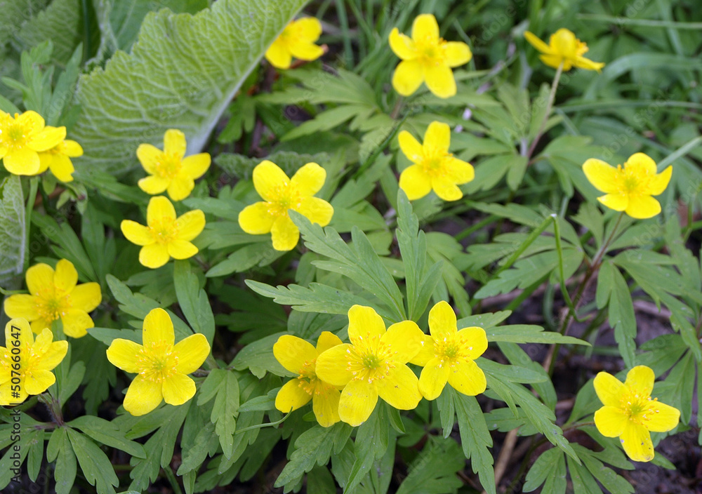 Obraz premium Yellow flowers of buttercup anemone (Anemone ranunculoides) yellow anemone, yellow forest anemone