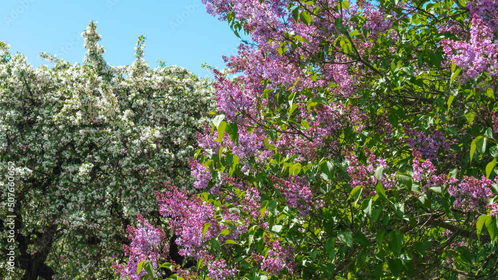 Lilac flowers. Beautiful lilac grove in the garden. Purple lilac bush blooming on blue sky background.