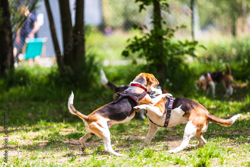 the dogs that play together