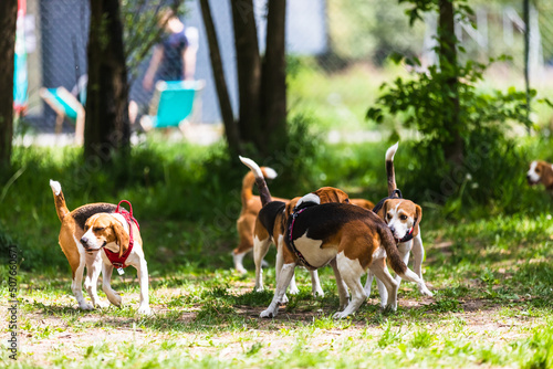 the dogs that play together