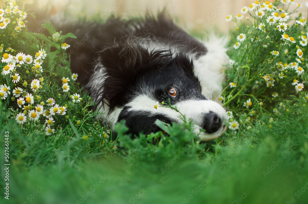 Obraz premium border collie dog beautiful portrait in a clearing of daisies magic light 