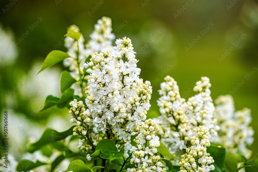 branch with white lilac spring flowers, bright blooms of spring lilacs bush, soft focus, closeup branch with white lilac spring flowers, bright blooms of spring lilacs bush, soft focus, closeup