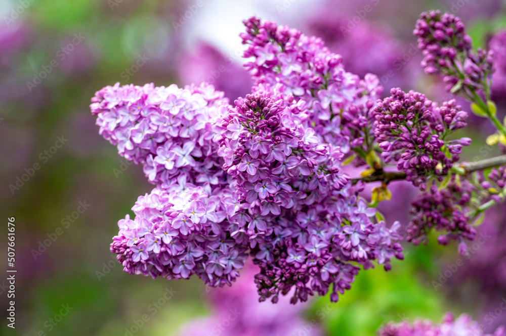 Obraz premium branch with lilac spring flowers, bright blooms of spring lilacs bush, soft focus, closeup