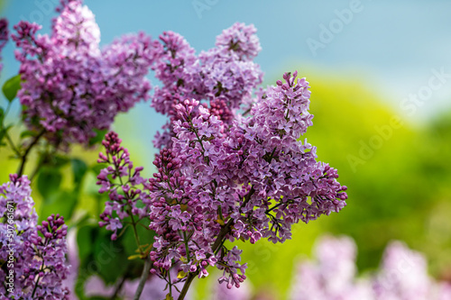 branch with lilac spring flowers  bright blooms of spring lilacs bush  soft focus  closeup