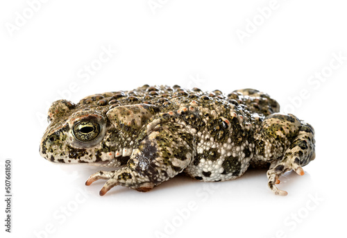 Natterjack toad in studio photo