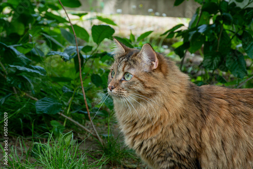Siberian tricolor cat walks in the garden. Green grass around. The cat has green eyes and very fluffy fur.