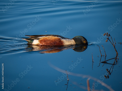 Canvas Print Northern Shoveler skimming water at Cosumnes River Preserve California