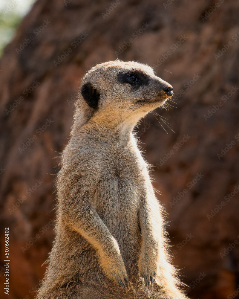 Suricate Suricate