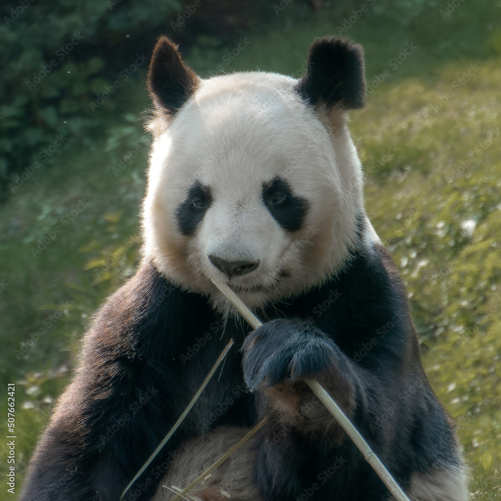 Fototapeta premium Panda