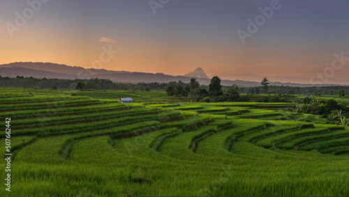 panoramic photo of a wide expanse of green rice fields on a sunny summer morning in Indonesia