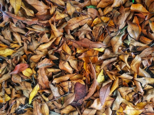 background of dried leaves