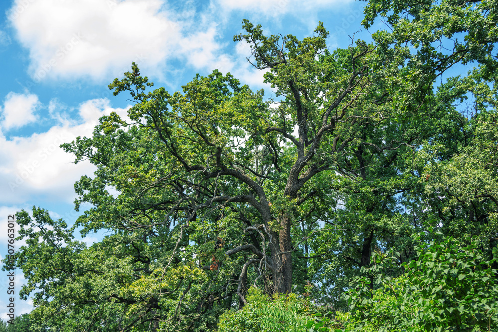 View of large old tree with twisted branches and green leaves, blue sky on background View of large old tree with twisted branches and green leaves, blue sky on background