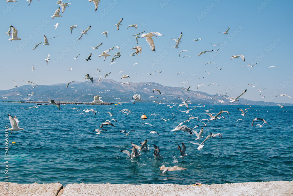 A flock of seagulls flying under seawater catching fish. Seascape with birds and mountains on the horizon. 