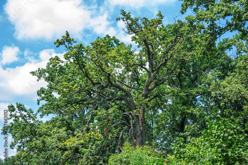 View of large old tree with twisted branches and green leaves  blue sky on background