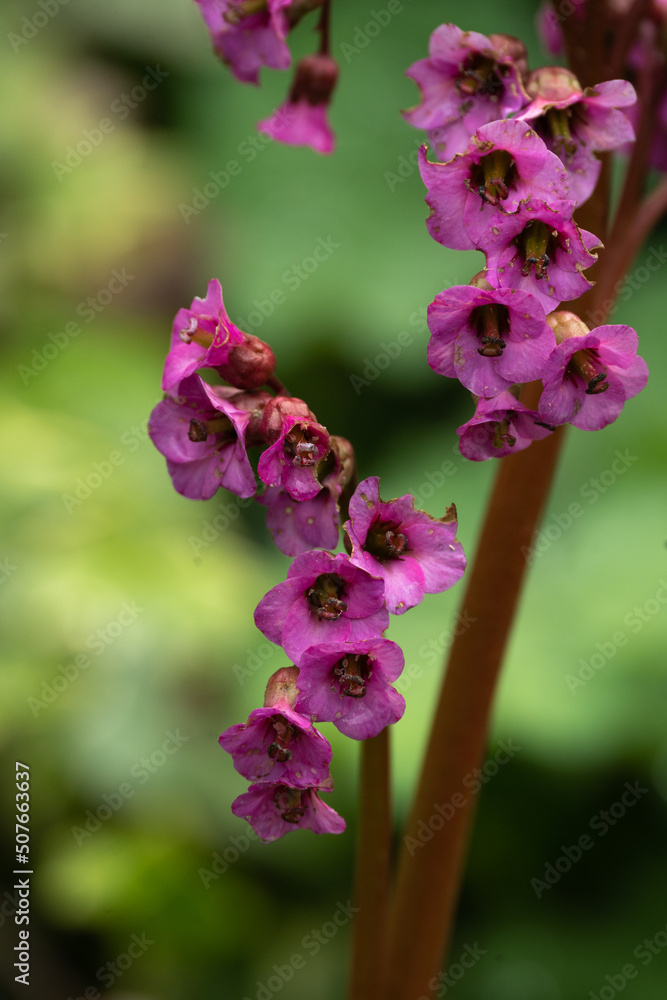 Obraz premium Bergenie Blume