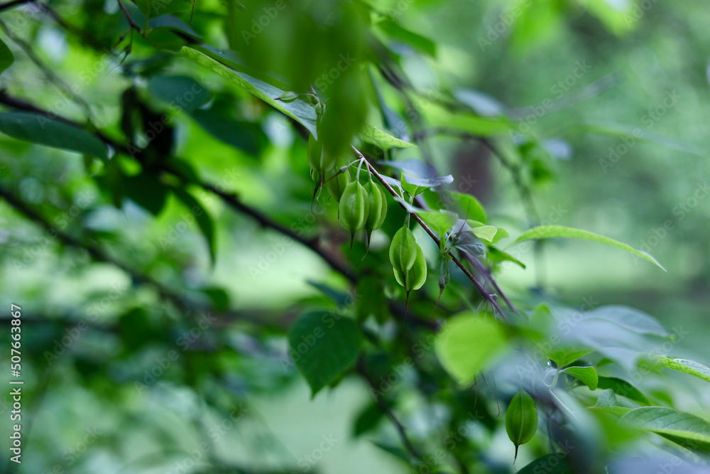Tree buds growing on a branch Tree buds growing on a branch