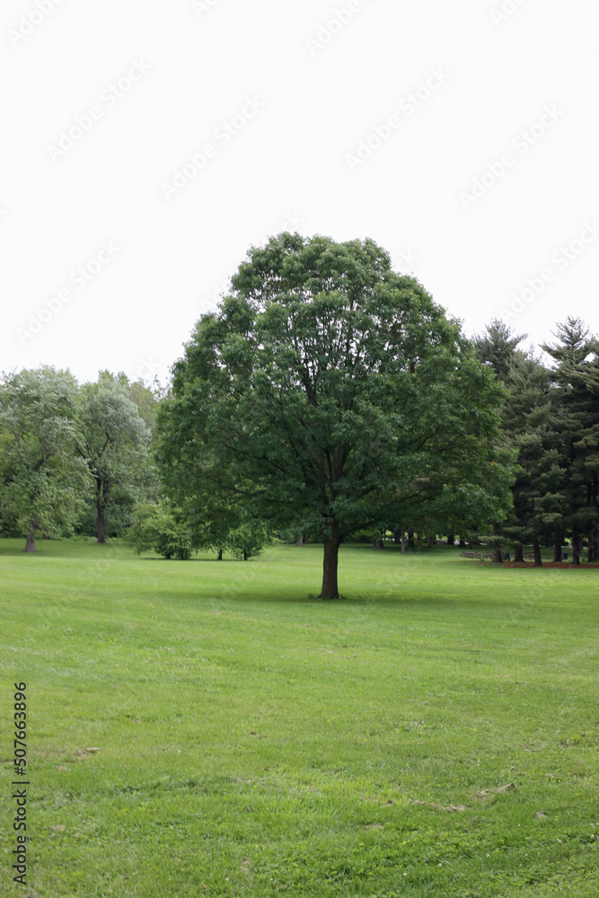 Solitary tree in park