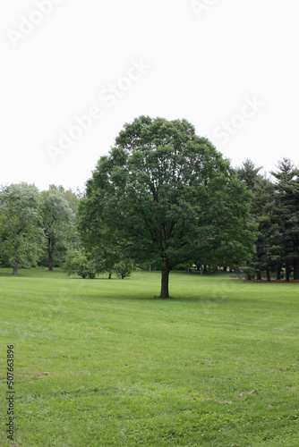 Solitary tree in park