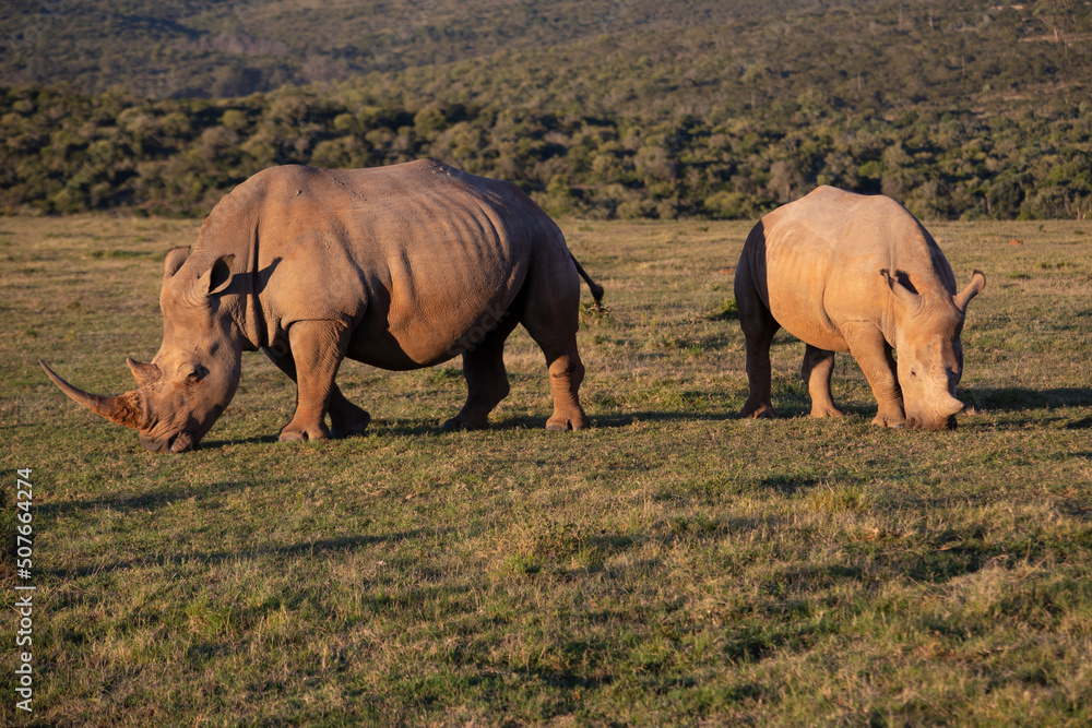 Fototapeta premium African Wildlife Safari
