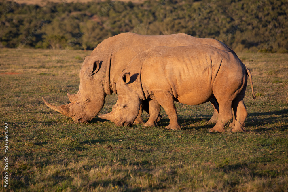 Fototapeta premium African Wildlife Safari