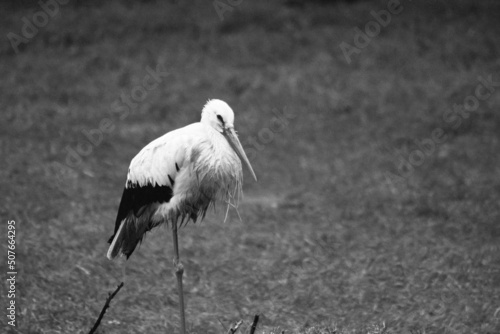 white stork resting