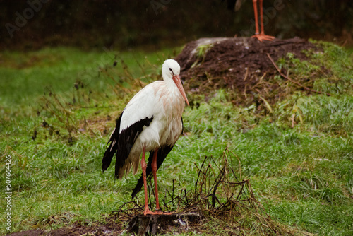 white stork resting at a lake photo