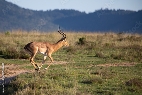 African Wildlife Safari