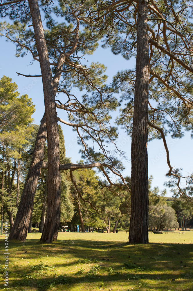 Beautiful tall pine trees, Pinus Pinea, in Brijuni, Istria, Croatia Beautiful tall pine trees, Pinus Pinea, in Brijuni, Istria, Croatia
