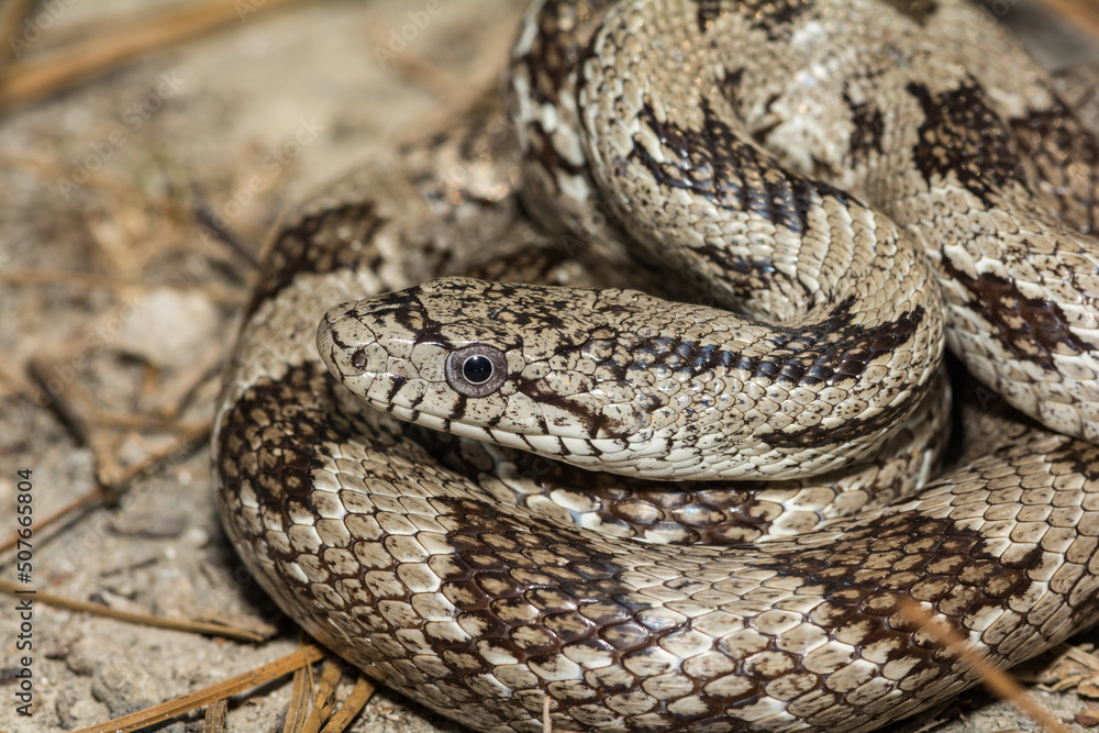 Gray Ratsnake - Pantherophis spiloides Gray Ratsnake - Pantherophis spiloides