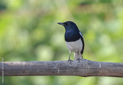 Oriental magpie robin (male) front view.
