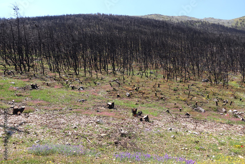 Spring after fire to beautiful pine tree forest a terrible disaster to ecosystem and human kind