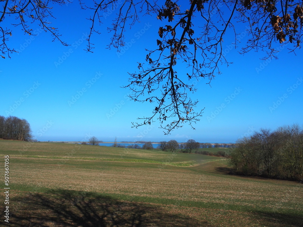 Fototapeta premium trees in the field