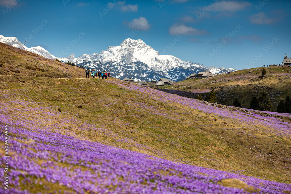mountain hall covered with crocuses mountain hall covered with crocuses