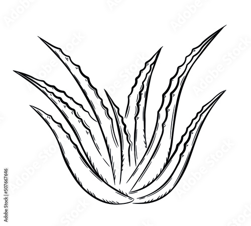 Bush of aloe vera plant. Doodle sketch style. Line drawing simple icon of succulent aloe leaves. Isolated vector illustration with strokes.