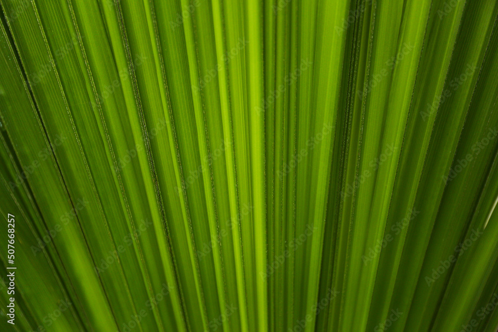 palm leaf texture tropical green leaf close up palm leaf texture tropical green leaf close up