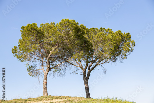 Bäume in den Hügeln der Toskana im Val d´Orcia vor blauem Himmel
