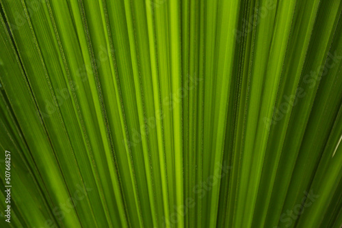 palm leaf texture tropical green leaf close up