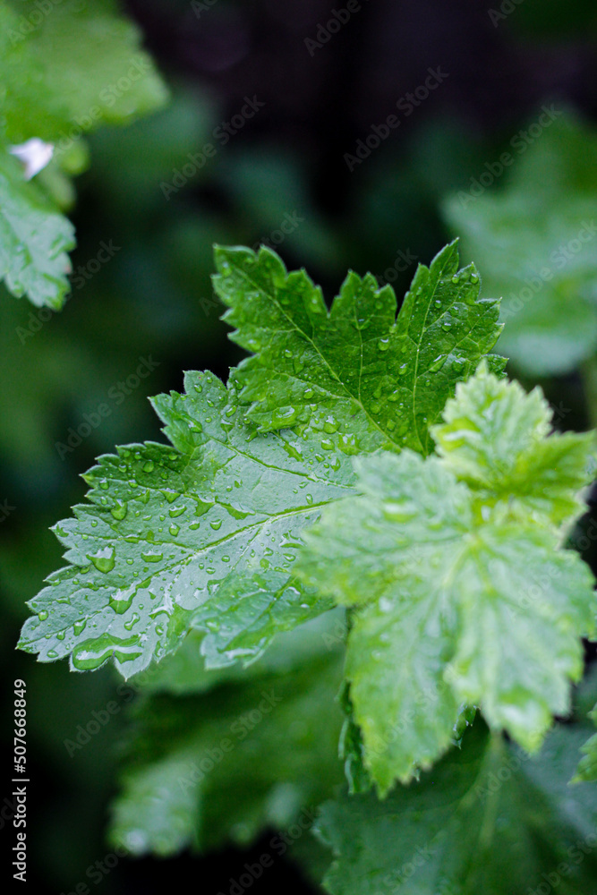 leaf with water drops leaf with water drops