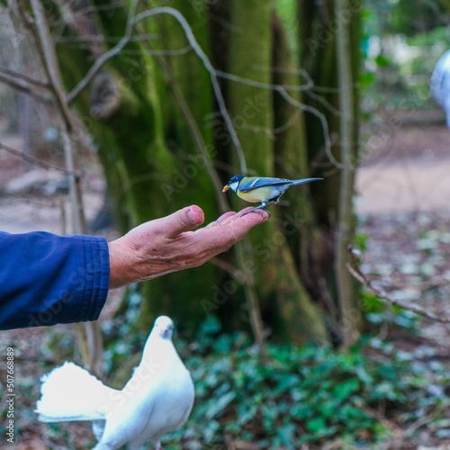Oiseaux qui mange dans la main, donner à manger au animaux photo