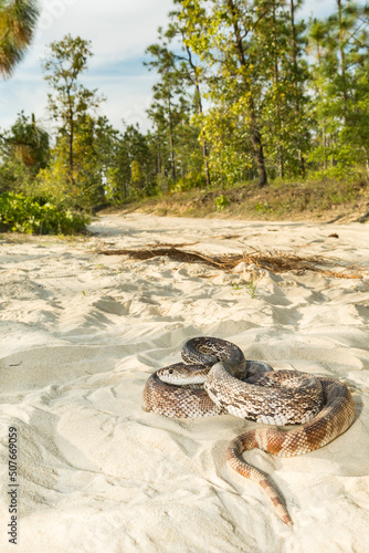 Florida Pine Snake - Pituophis melanoleucus mugitus photo