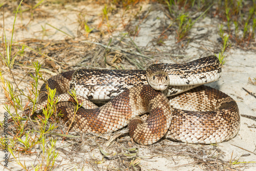 Florida Pine Snake - Pituophis melanoleucus mugitus
