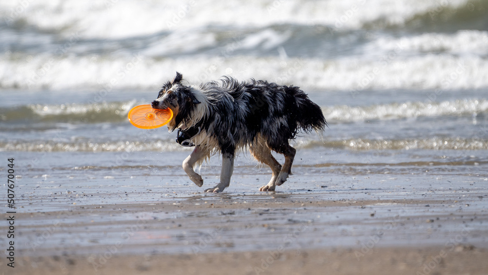 Border collie dog on the beach running, with sand and water in the background, in summer. Dog on the beach