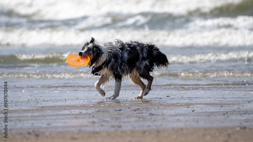 Border collie dog on the beach running, with sand and water in the background, in summer. Dog on the beach Border collie dog on the beach running, with sand and water in the background, in summer. Dog on the beach