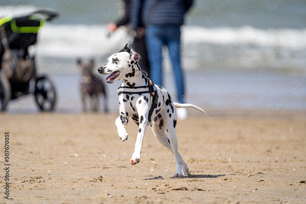 Dalmatier dog on the beach running, with sand and water in the background, in summer. Dog on the beach