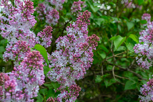 Lilac  lilac bushes in green leaves against the sky