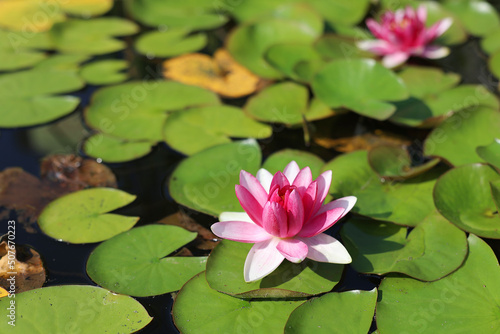 Close-ups of lotus flowers in full bloom in a pond in the garden in the sunlight in the afternoon. Soft focus