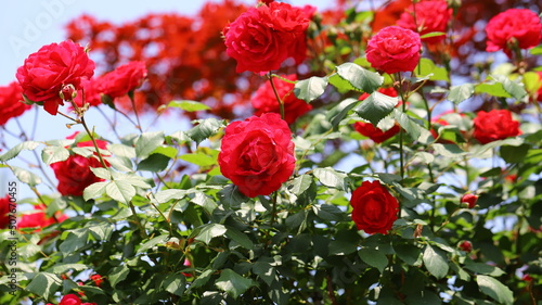 red roses flowers