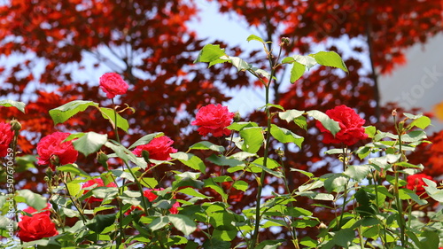 red roses flowers