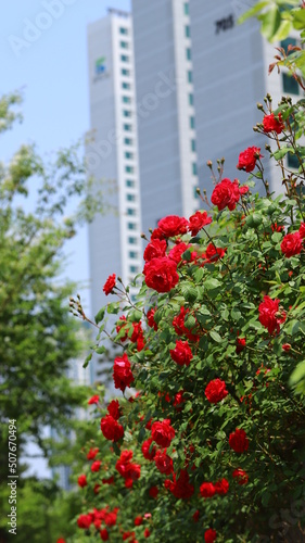 red roses flowers